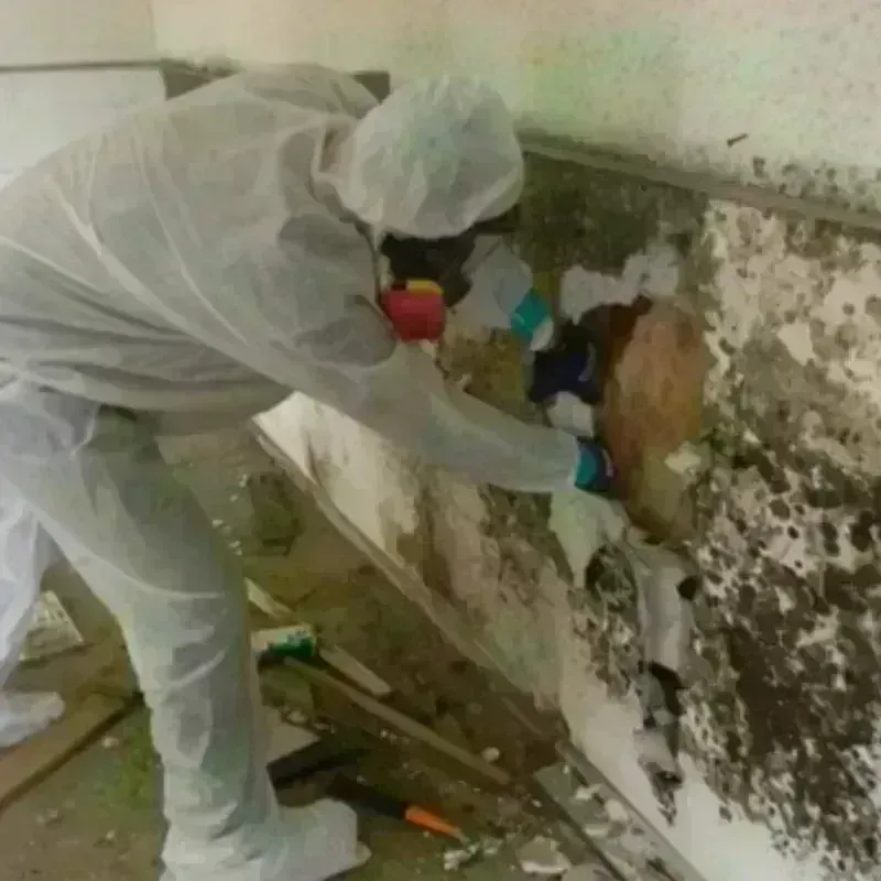 Mold Remediation and Removal in Carrollton, MO